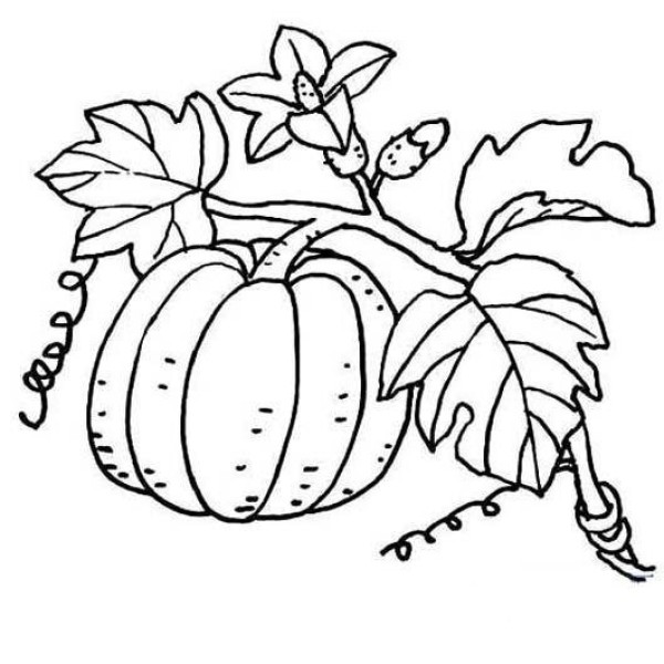 Pumpkin Vine Simple Drawing Picture