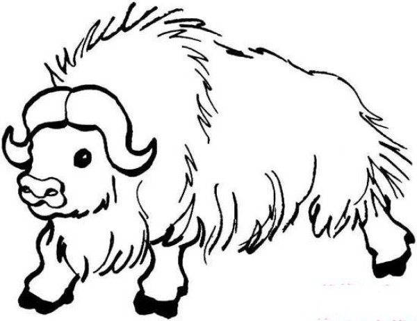 Simple drawing picture of wild yak