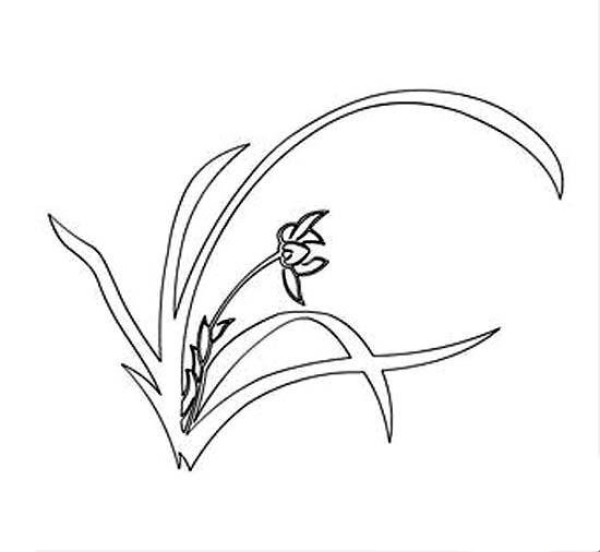 Line drawing orchid simple strokes picture