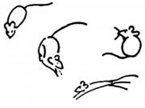 A complete collection of pictures of simple strokes of mice