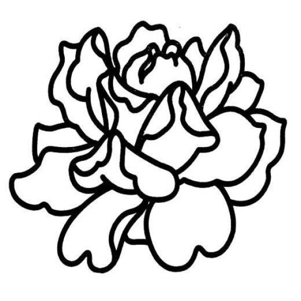 Childrens simple drawing pictures of peony flowers