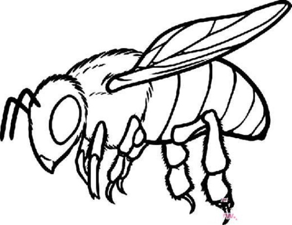 Insect simple drawing: bee