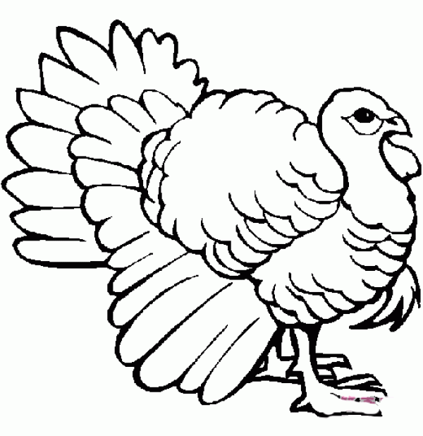 American Turkey Simple Drawing Picture