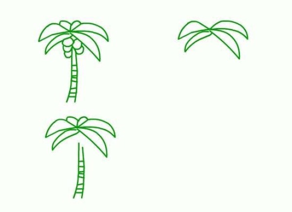 Hand drawn coconut tree simple drawing method