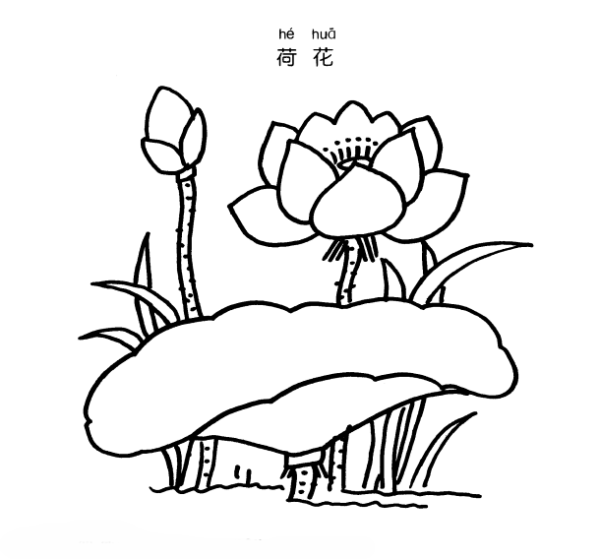 How to draw lotus