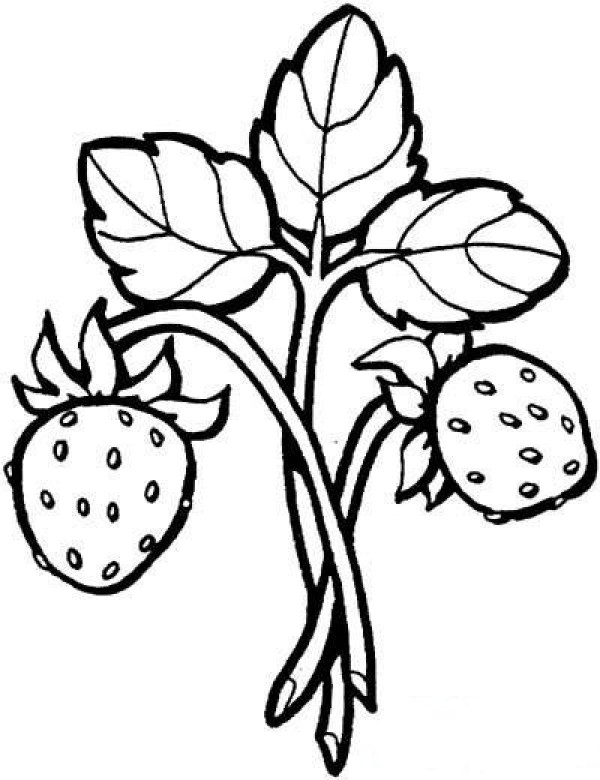 Simple drawing of strawberry with leaves