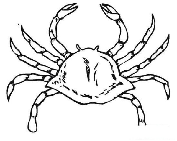 Chilean King Crab Simple Drawing Picture