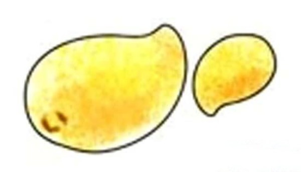 Childrens simple drawing pictures of colorful mangoes