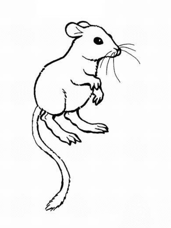 Childrens simple drawings about white mice