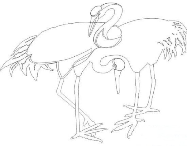 Hand drawn line drawing red crowned crane simple picture