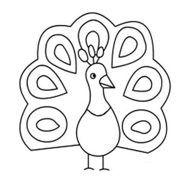 Simple drawing of peacock unfolding