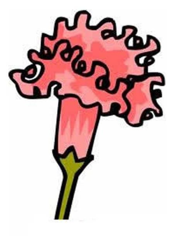 Colorful Carnation Simple Drawing Picture