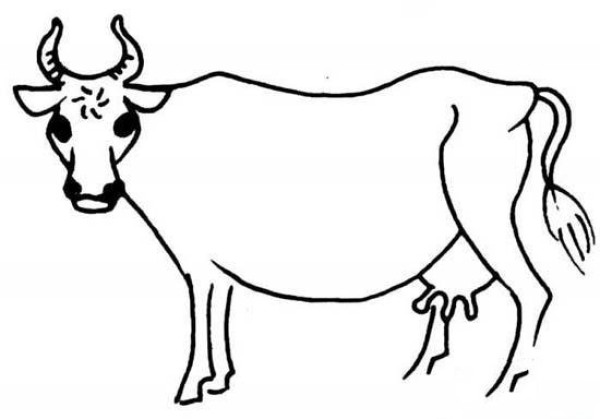 Animal simple drawing: cow