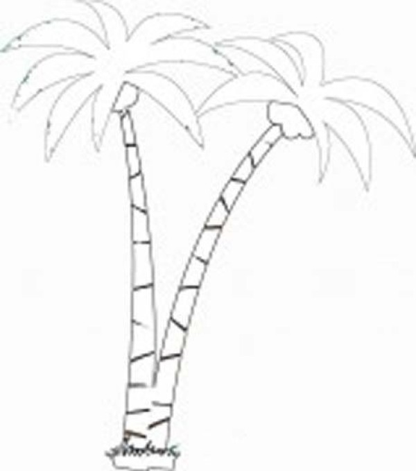 Childrens simple drawings about trees: coconut tree