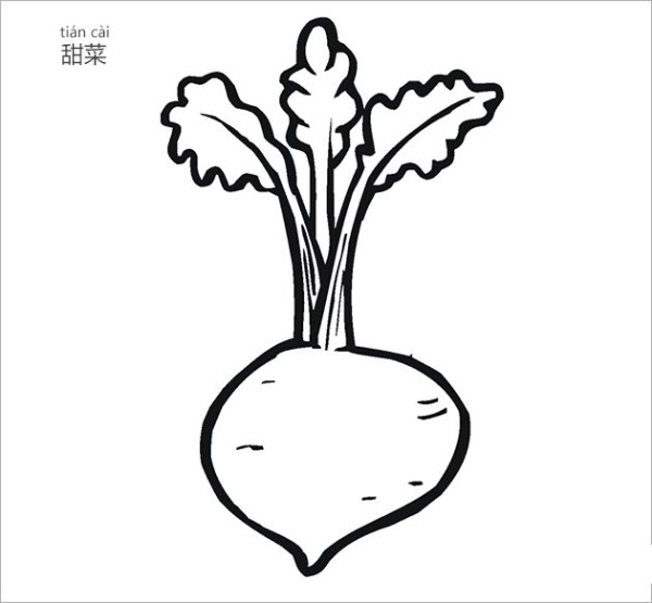 Beet simple drawing