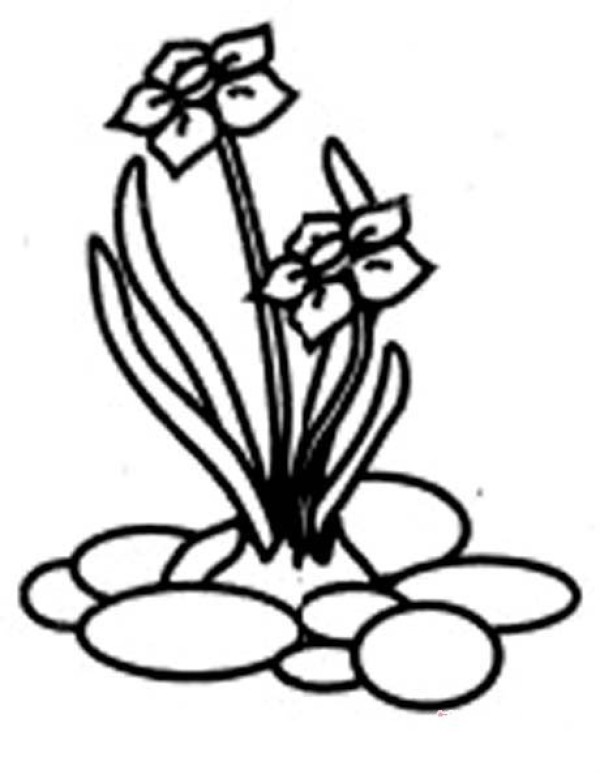 A complete picture of primary school students' simple drawings of daffodils