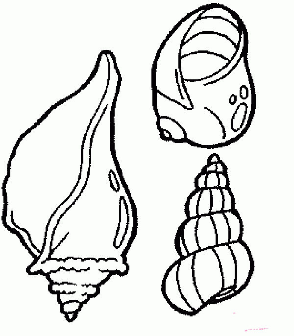 A complete collection of simple drawings of various conches and shellfish