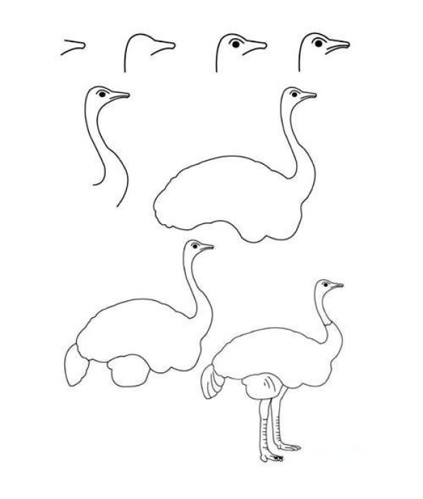 Steps to draw an ostrich in simple strokes: How to draw an ostrich