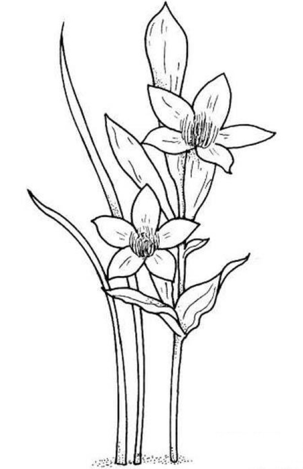 A complete collection of childrens simple flower drawing pictures: Narcissus