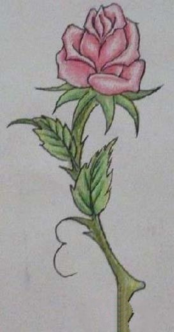 Color pencil drawing of simple rose flower