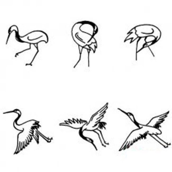 A collection of simple drawing pictures of various forms of red-crowned cranes