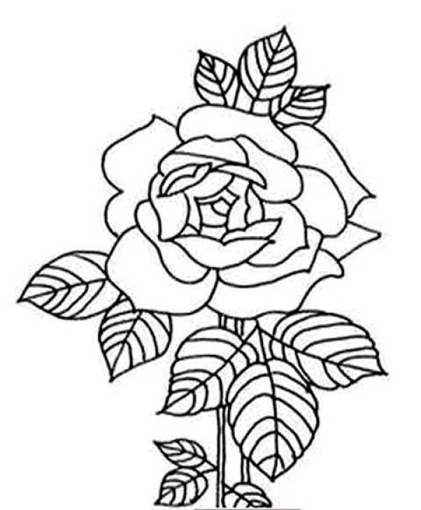 Childrens simple drawing pictures of peonies