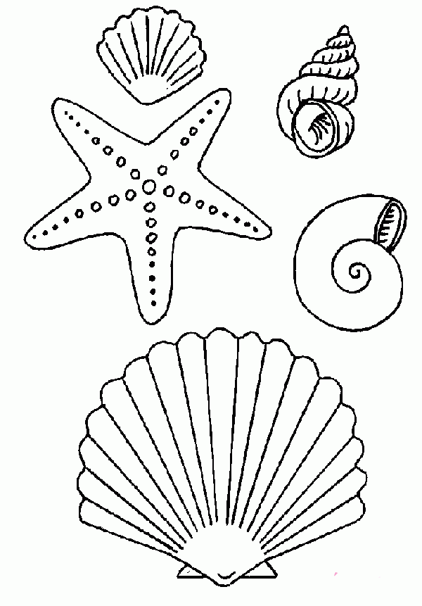 Complete collection of starfish, shells and conch simple strokes