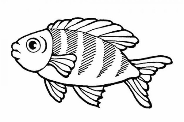 Simple strokes of crucian carp