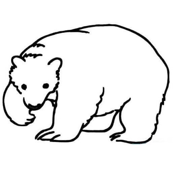 Simple animal drawing pictures for children: polar bear