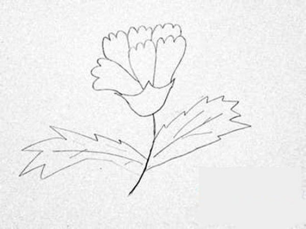 A complete collection of hand-painted carnation simple strokes pictures