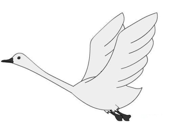 Flying swan simple drawing picture