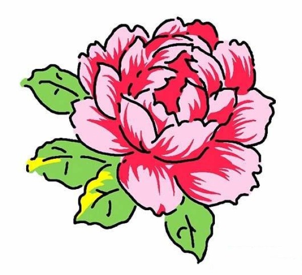 Complete collection of simple drawing pictures of colored peonies