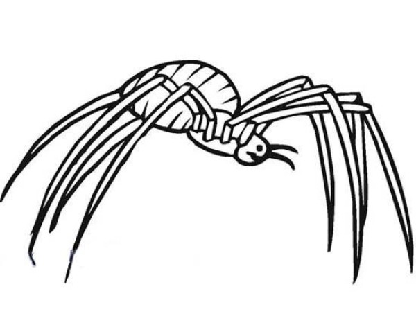 A complete collection of pictures of childrens simple drawings of big spiders