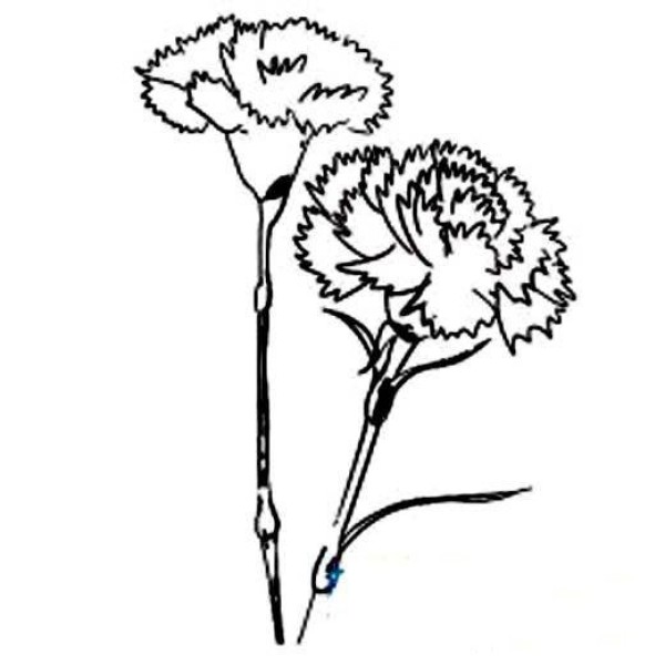 Simple drawing of a bouquet of carnations