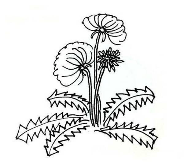 Childrens simple drawing pictures of dandelion flowers