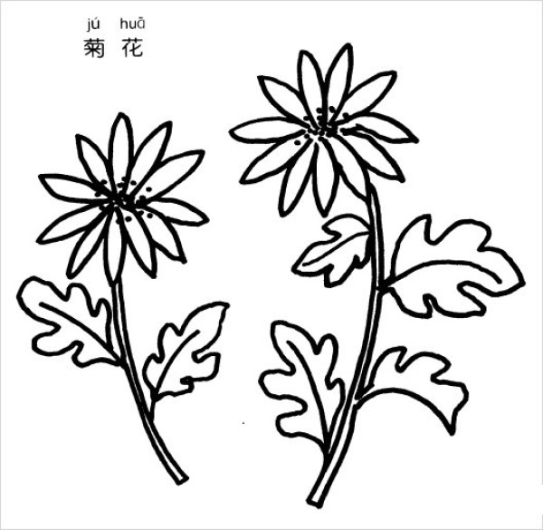 Simple strokes of chrysanthemums