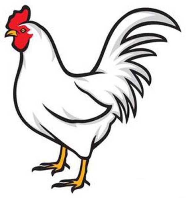 Complete picture collection of simple strokes of white rooster with red crown