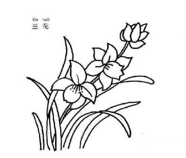 Childrens simple flower drawing pictures: Orchid