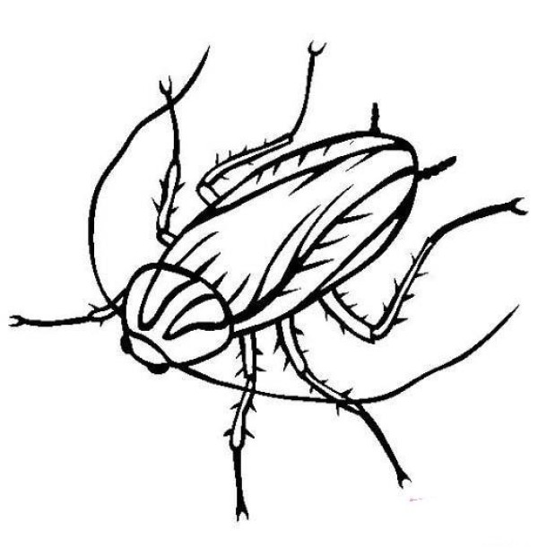 Childrens simple drawing pictures of insects: Cockroach