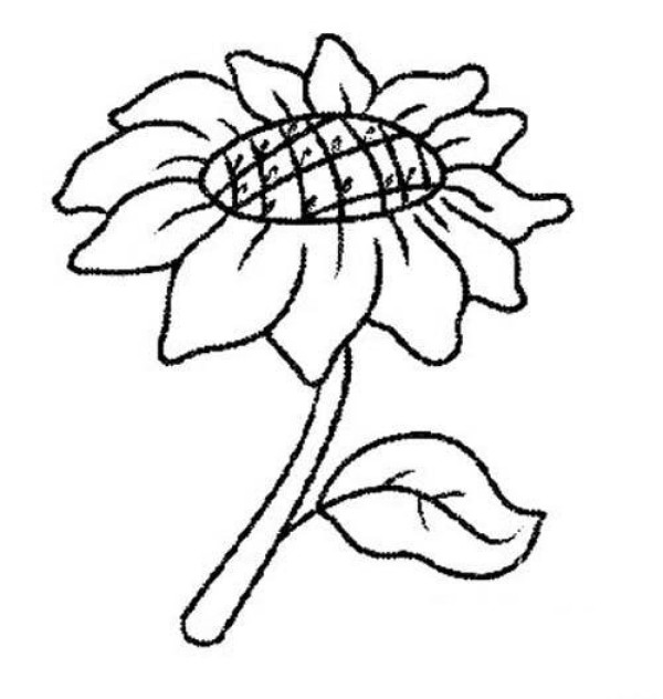 Primary school students' simple drawings of sunflowers