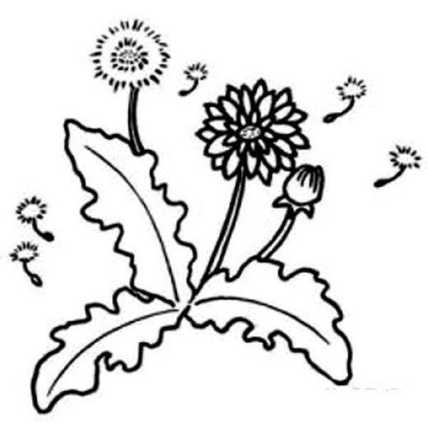 Simple strokes of dandelion pictures