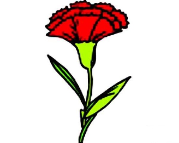 Simple drawing pictures of colored carnations