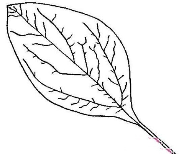 A simple picture of a leaf