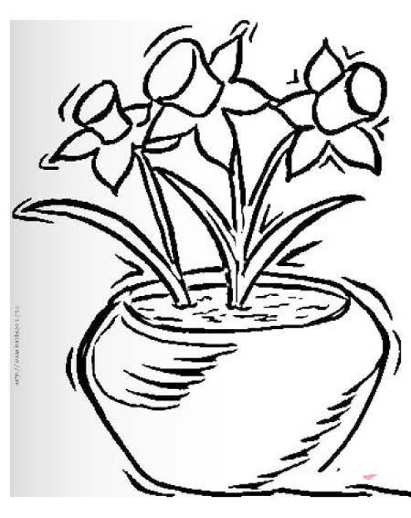 Simple drawing of narcissus in a flowerpot