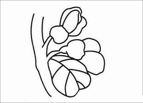 Bauhinia simple strokes