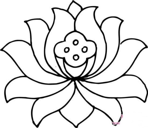 Lotus simple strokes picture