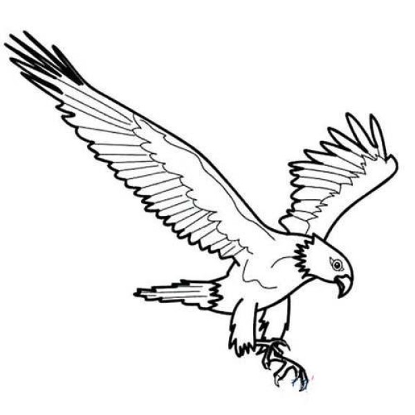 A complete collection of simple drawing pictures of eagle spreading its wings