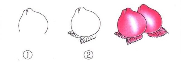 Simple drawing steps on how to draw a peach