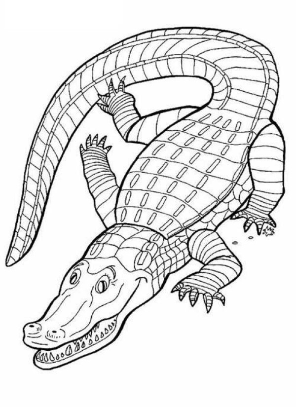 Complete collection of simple animal drawings: ferocious crocodile