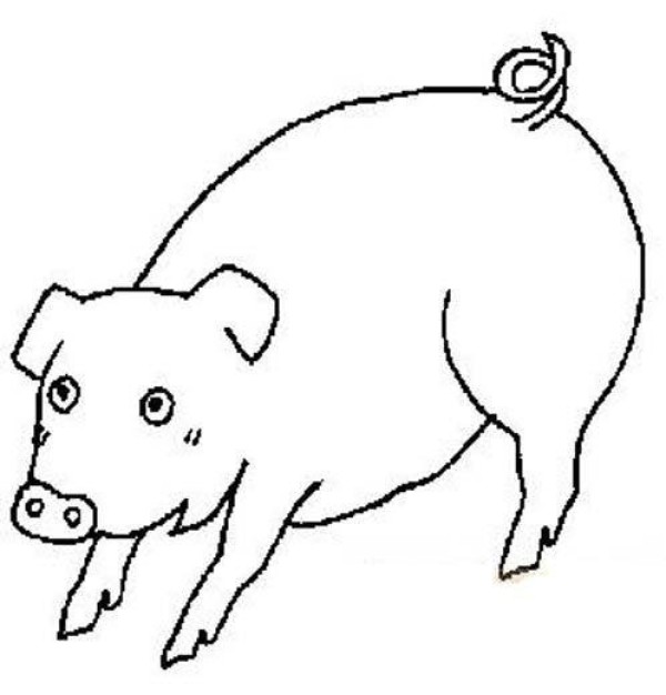 Childrens simple drawings about pigs